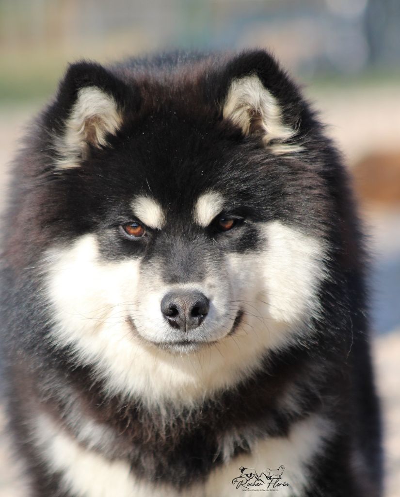 Les Chien finnois de Laponie de l'affixe du rocher florin