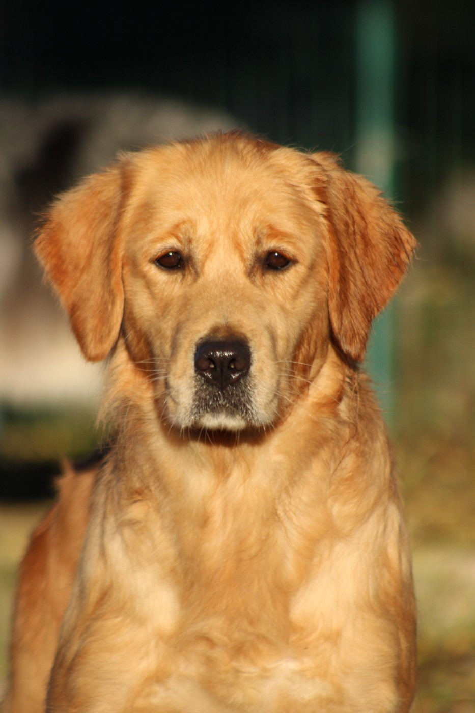 UNE POMME D AMOUR  du rocher florin