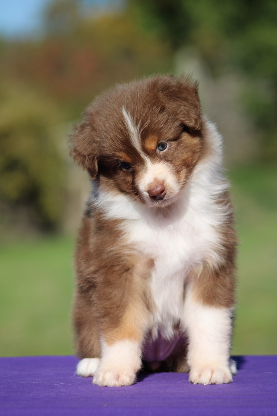 2 chiots disponibles à l'adoption