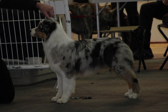 du rocher florin - CACIB SPECIALE DE RACE Marseille