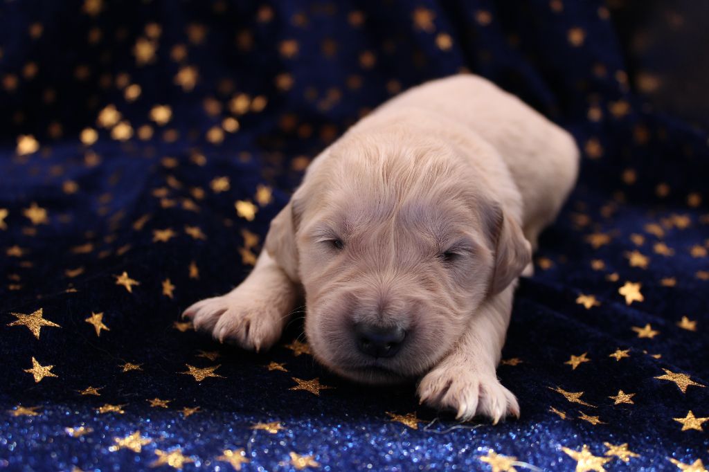 du rocher florin - Chiots disponibles - Golden Retriever