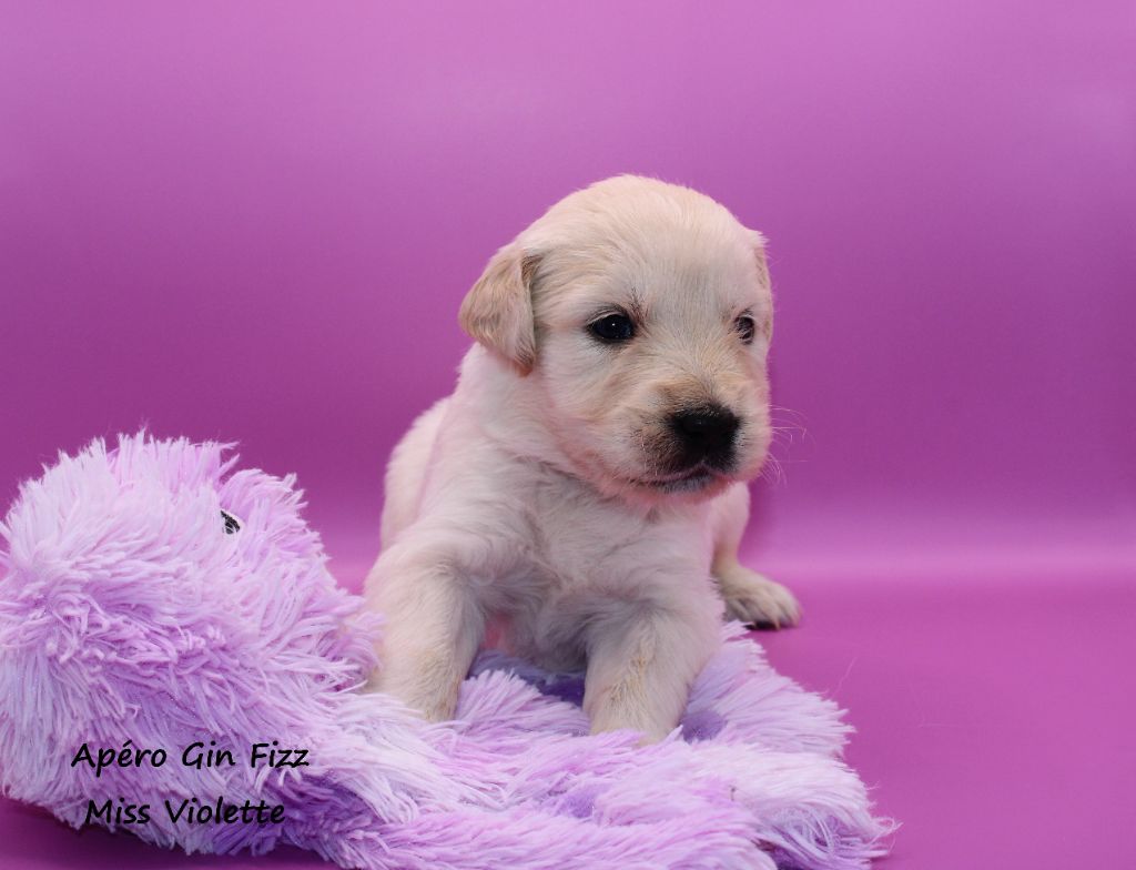 du rocher florin - Chiots disponibles - Golden Retriever