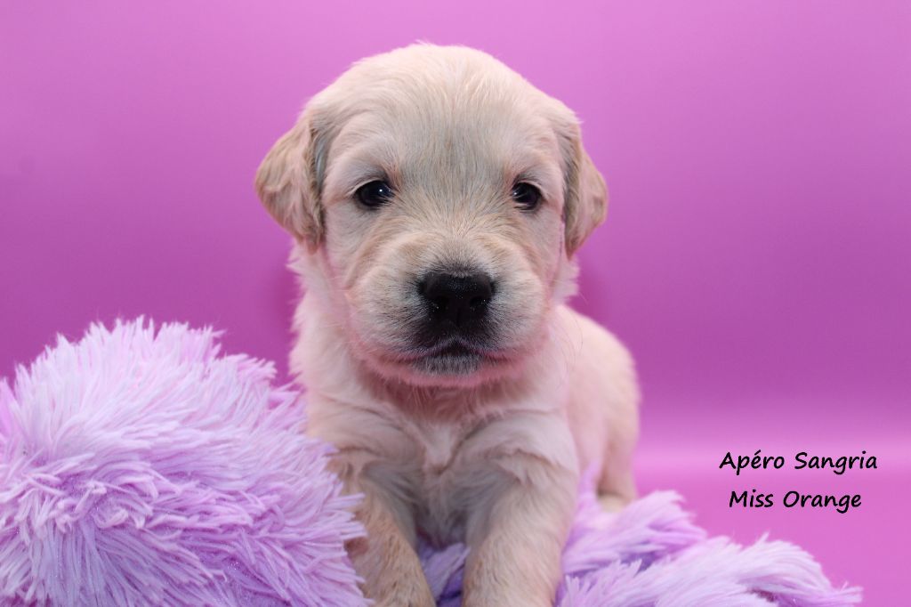 du rocher florin - Chiots disponibles - Golden Retriever