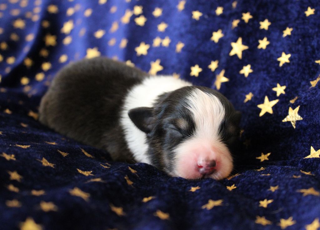 du rocher florin - Chiots disponibles - Berger Australien