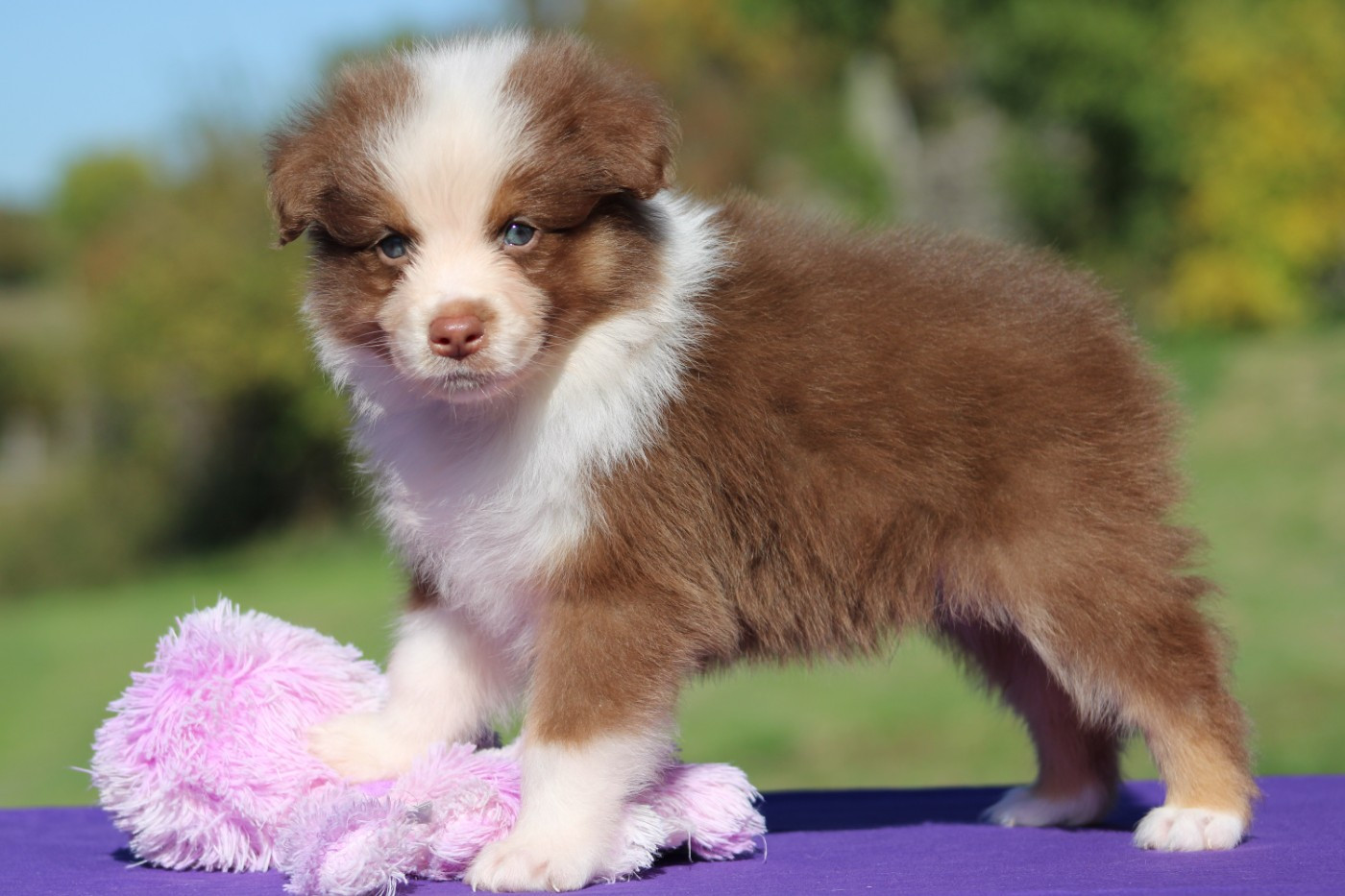 du rocher florin - Chiots disponibles - Berger Australien