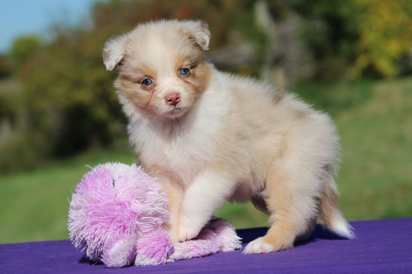 du rocher florin - Chiots disponibles - Berger Australien
