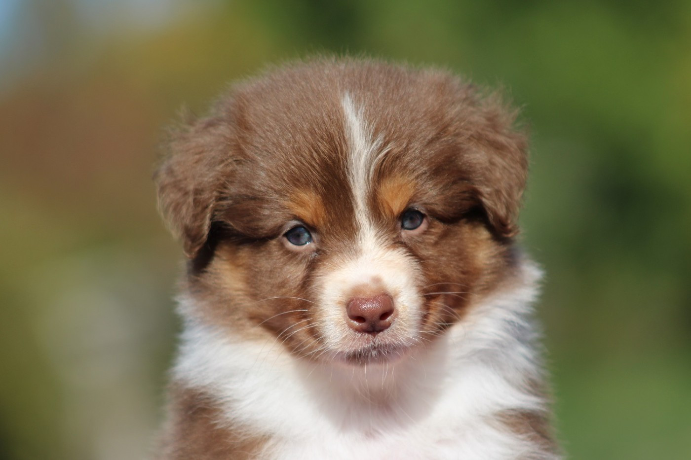 du rocher florin - Chiots disponibles - Berger Australien