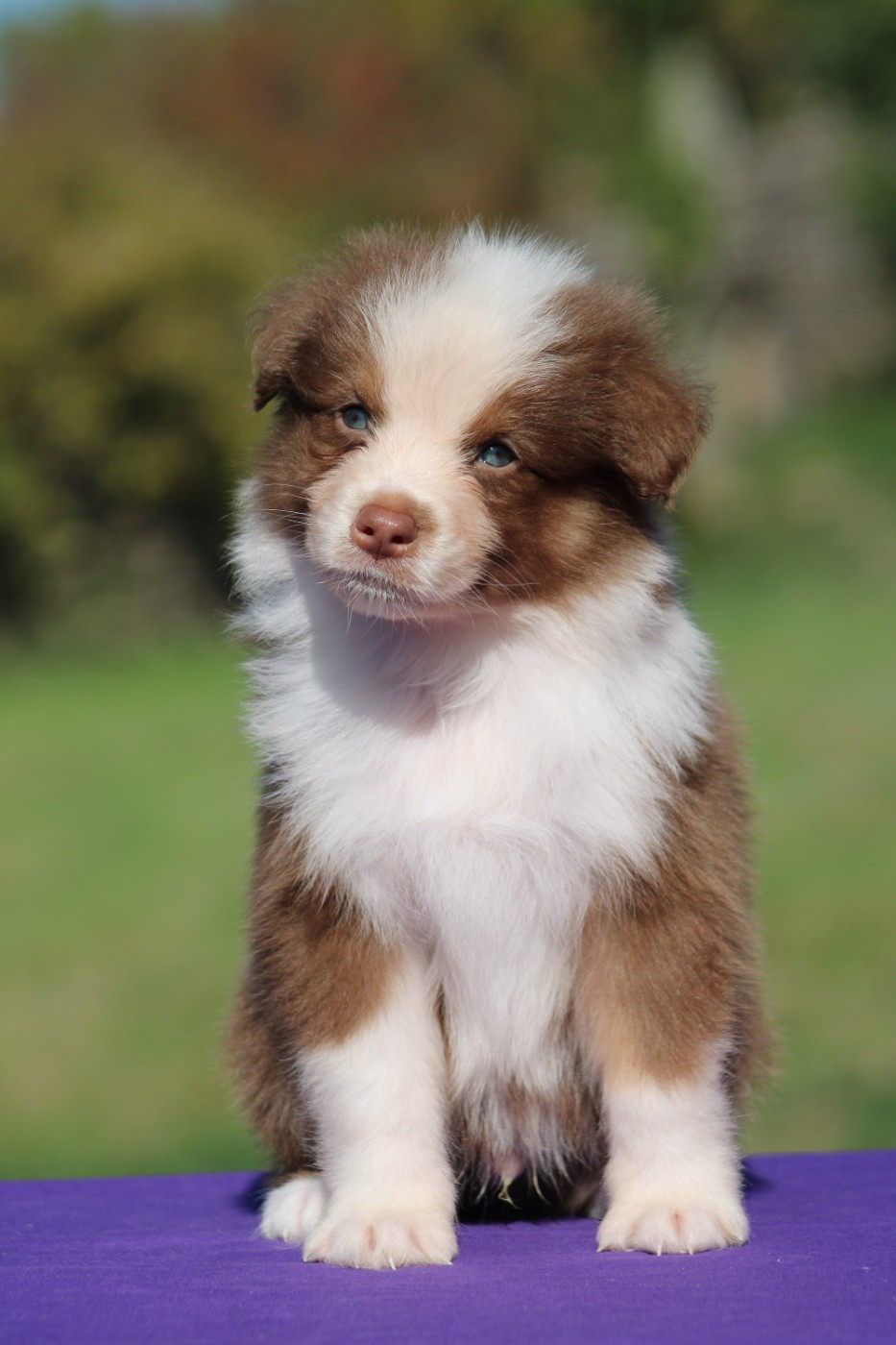 du rocher florin - Chiots disponibles - Berger Australien