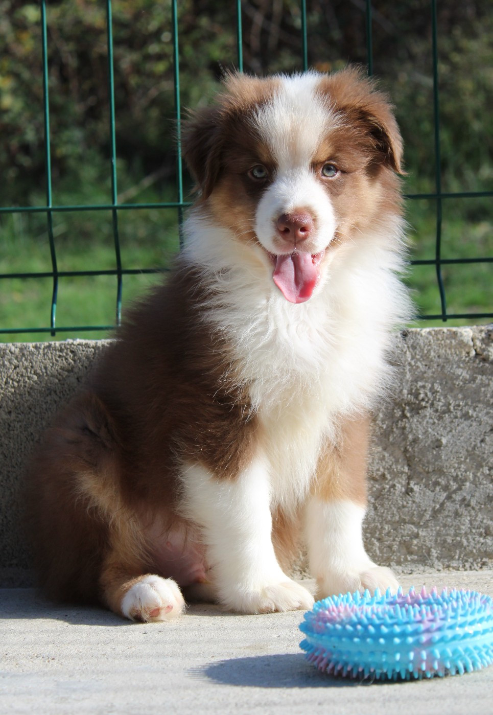 du rocher florin - Chiots disponibles - Berger Australien