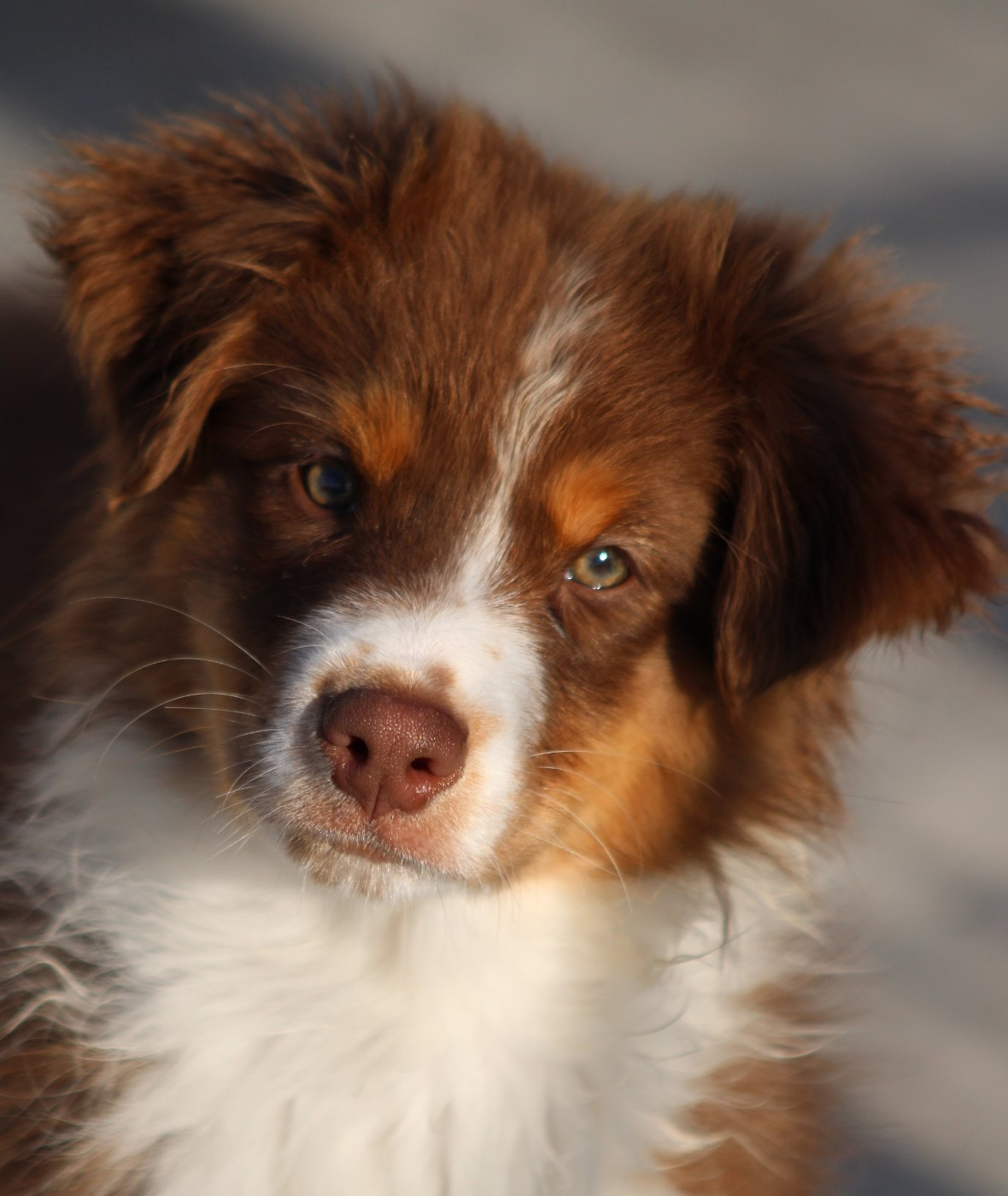 du rocher florin - Chiots disponibles - Berger Australien