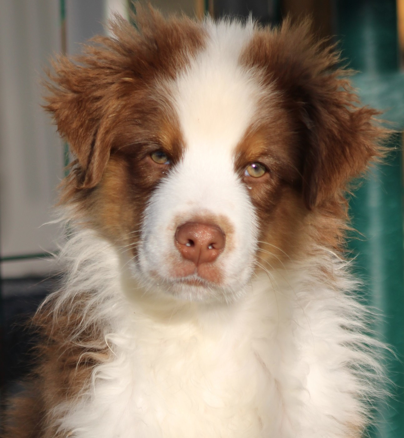 du rocher florin - Chiots disponibles - Berger Australien