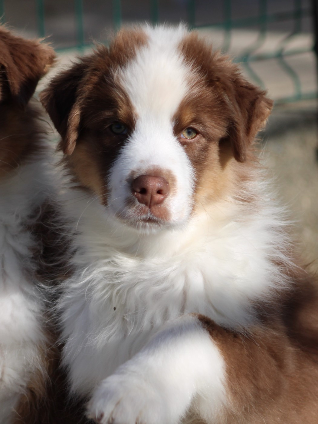du rocher florin - Chiots disponibles - Berger Australien