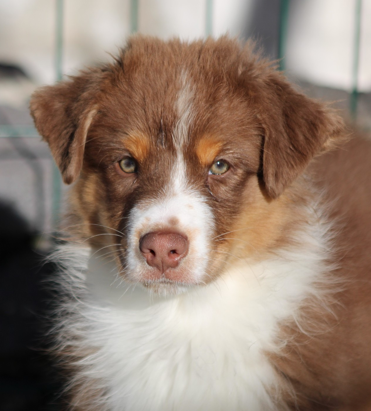 du rocher florin - Chiots disponibles - Berger Australien