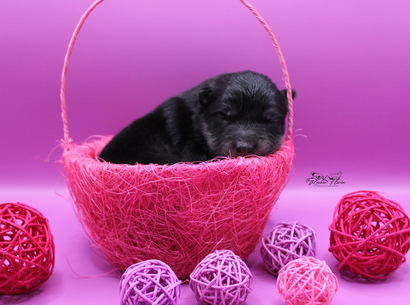 du rocher florin - Chiots disponibles - Chien finnois de Laponie