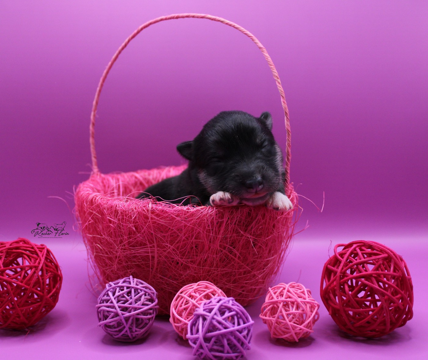 du rocher florin - Chiots disponibles - Chien finnois de Laponie