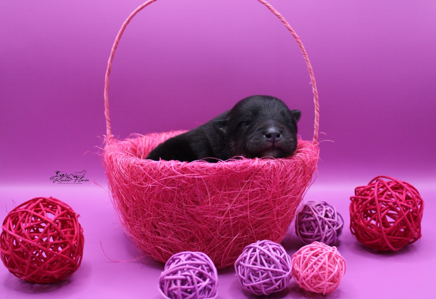 du rocher florin - Chiots disponibles - Chien finnois de Laponie