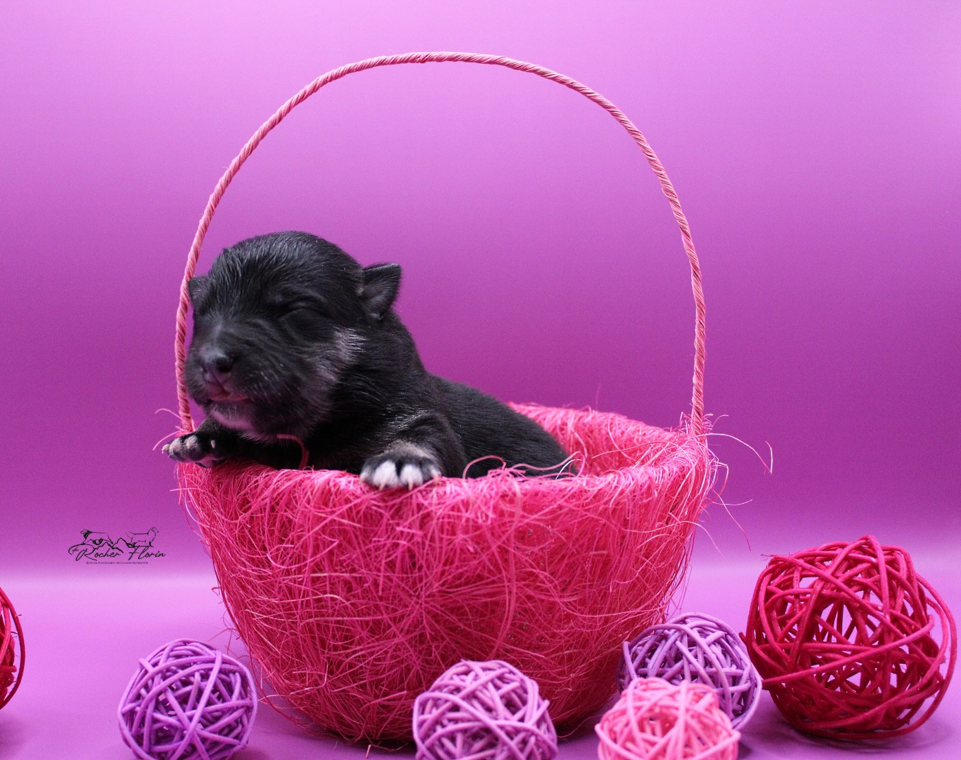 du rocher florin - Chiots disponibles - Chien finnois de Laponie