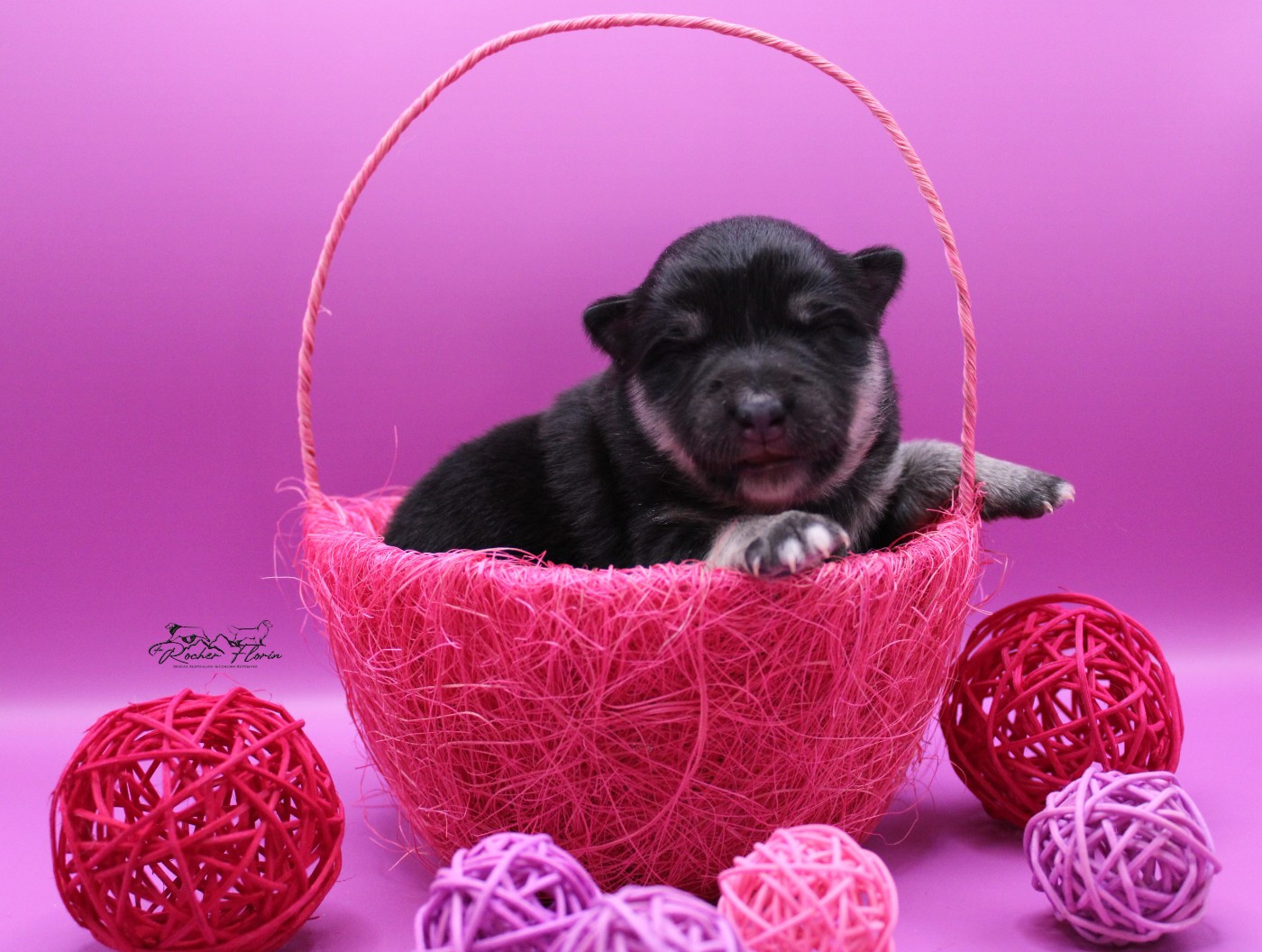 du rocher florin - Chiots disponibles - Chien finnois de Laponie