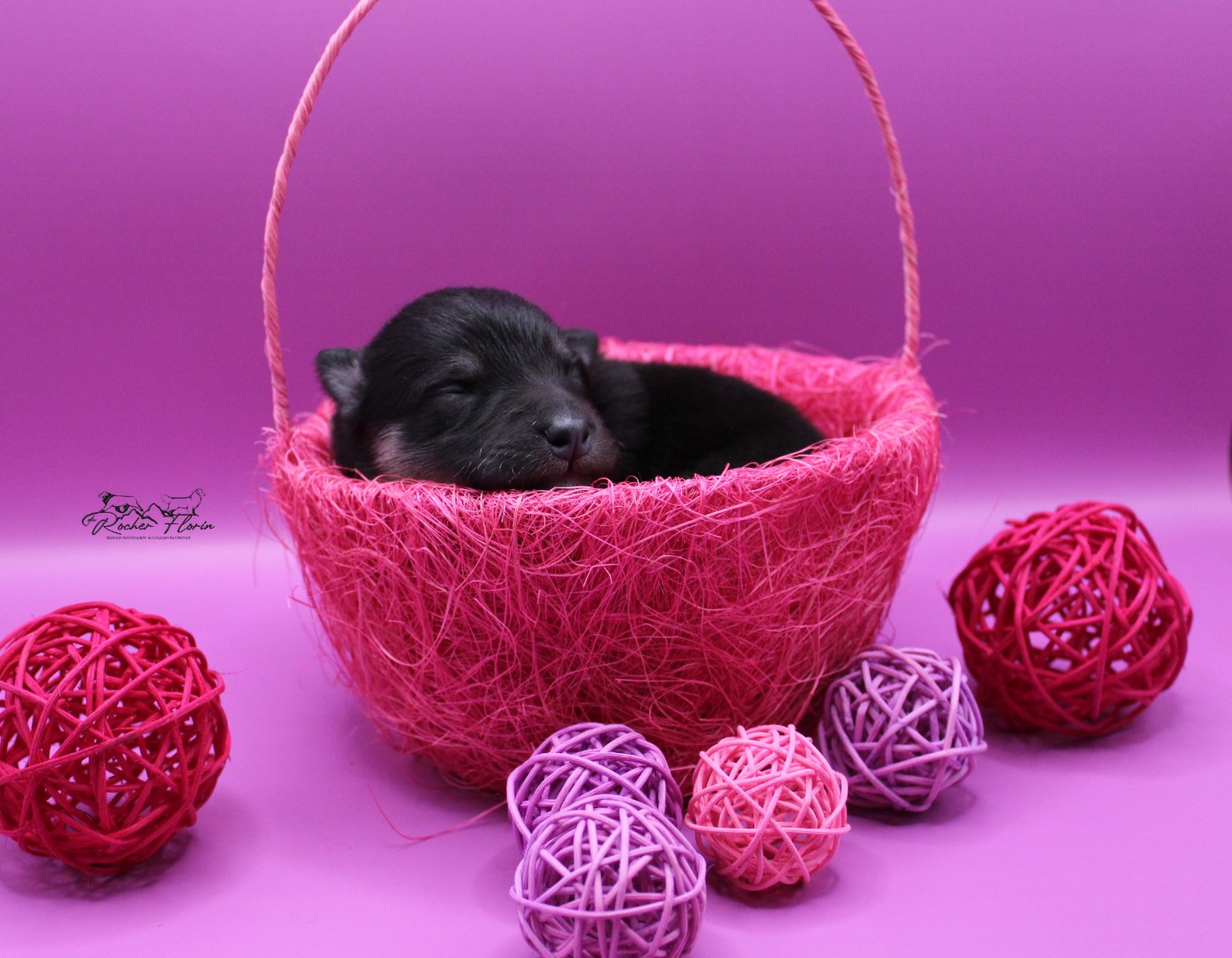 du rocher florin - Chiots disponibles - Chien finnois de Laponie