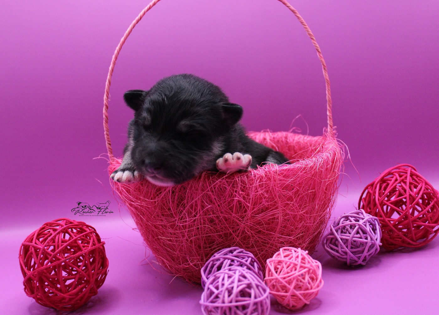 du rocher florin - Chiots disponibles - Chien finnois de Laponie