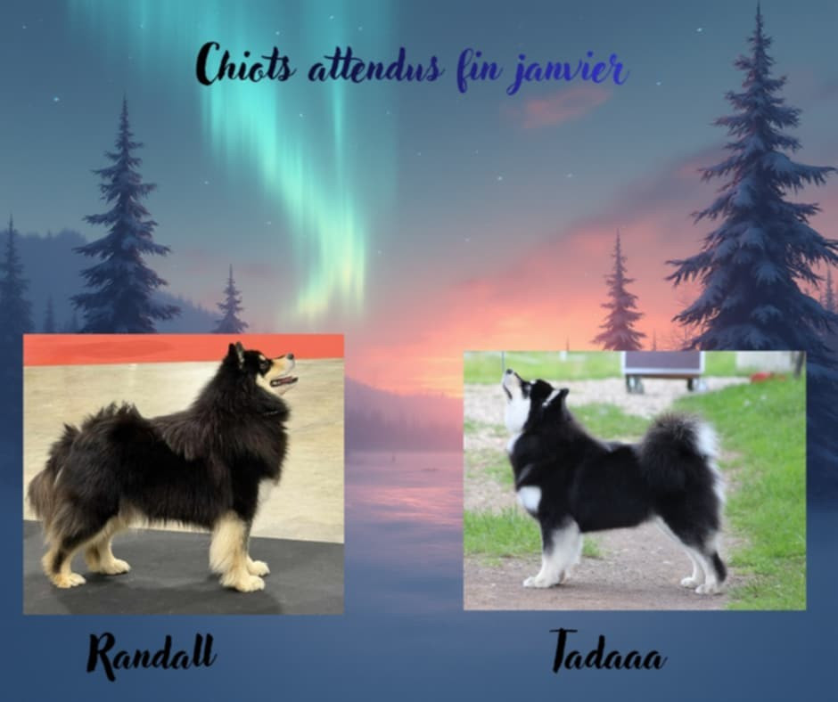 Chiot Chien finnois de Laponie du rocher florin