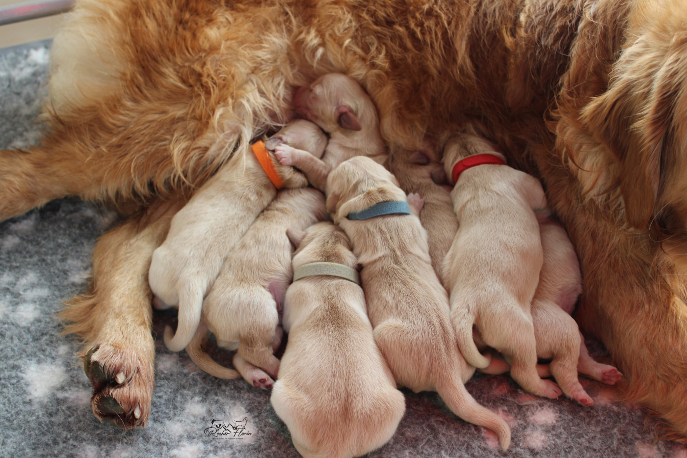 Chiot Golden Retriever du rocher florin