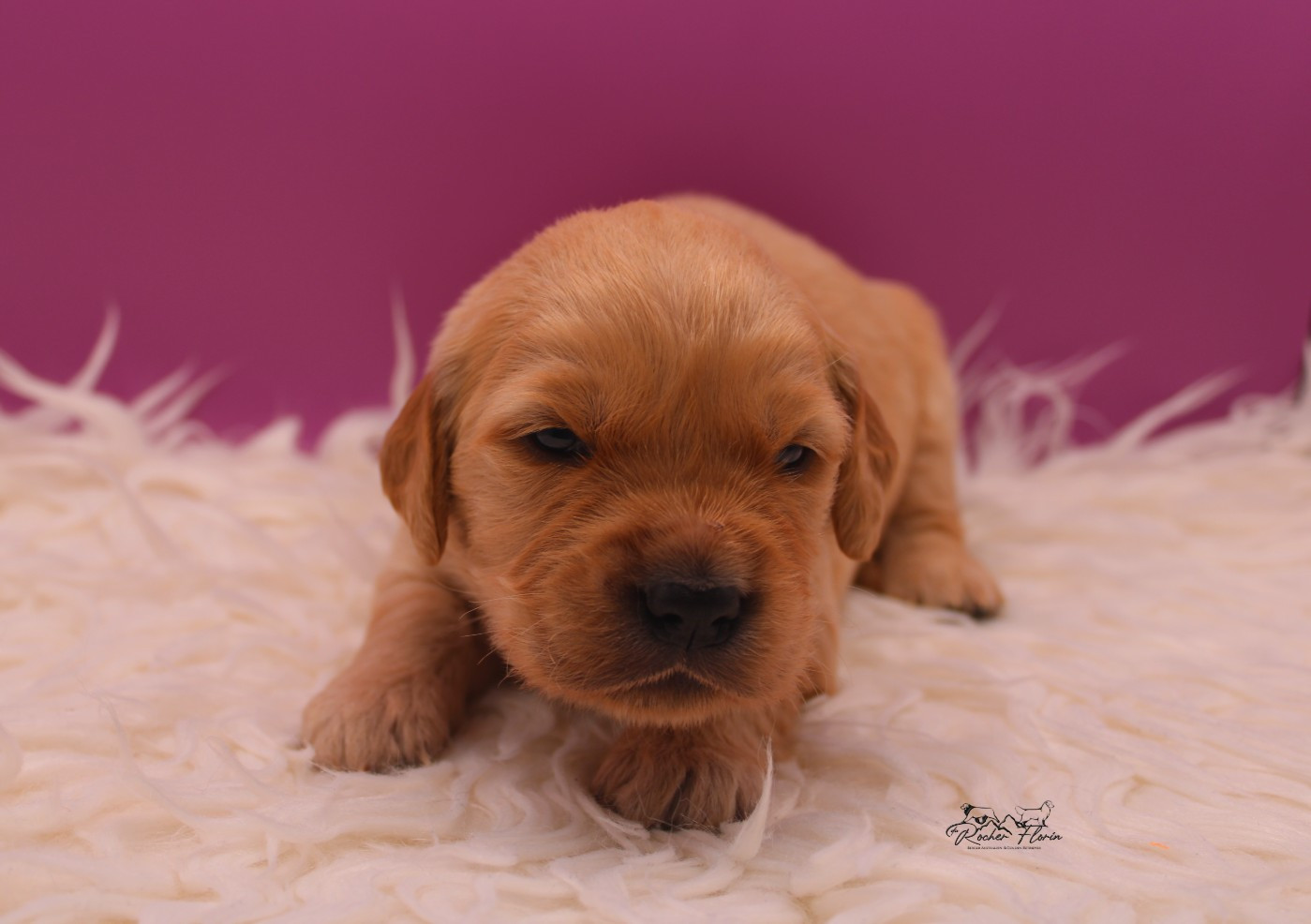 du rocher florin - Chiots disponibles - Golden Retriever