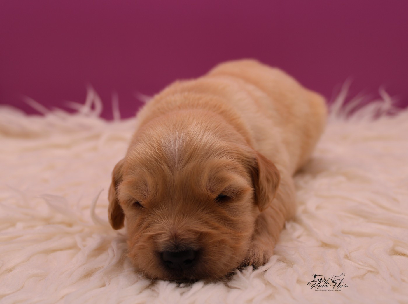 du rocher florin - Chiots disponibles - Golden Retriever