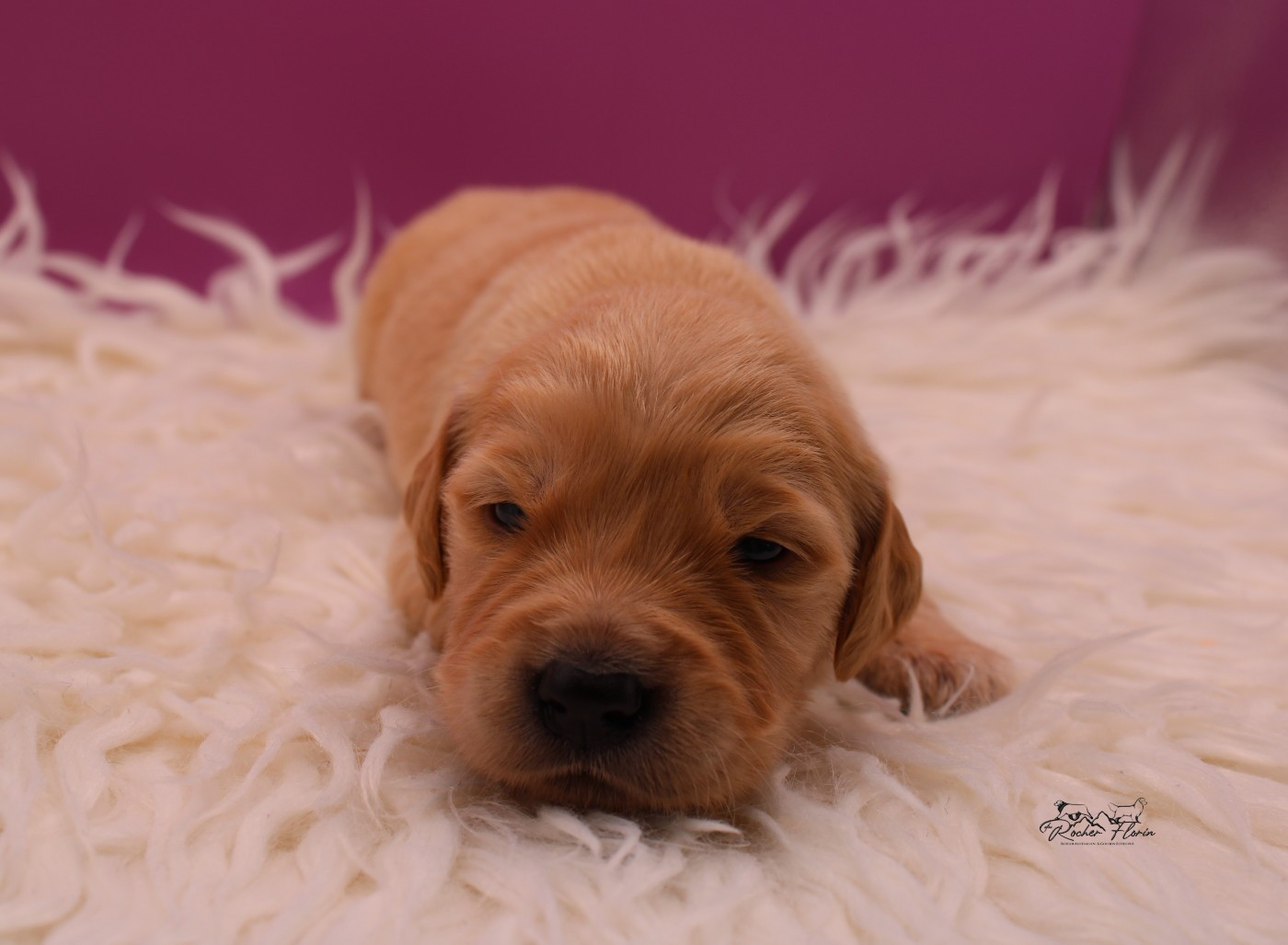 du rocher florin - Chiots disponibles - Golden Retriever