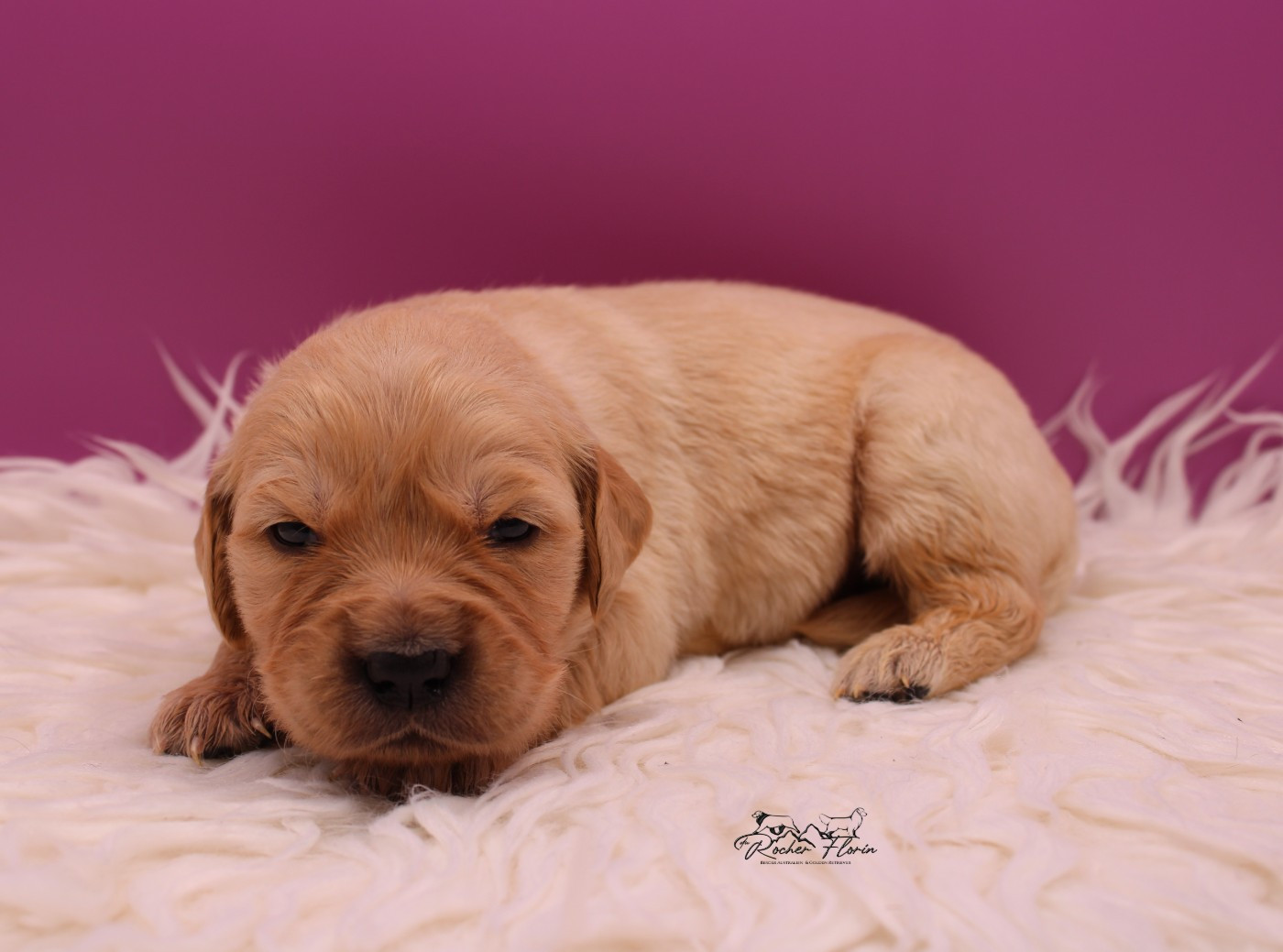 du rocher florin - Chiots disponibles - Golden Retriever