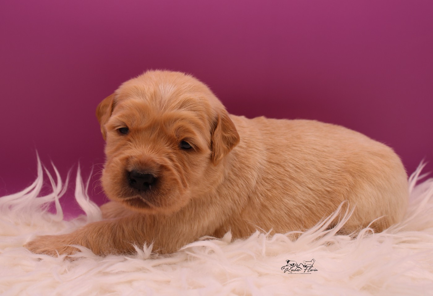 du rocher florin - Chiots disponibles - Golden Retriever
