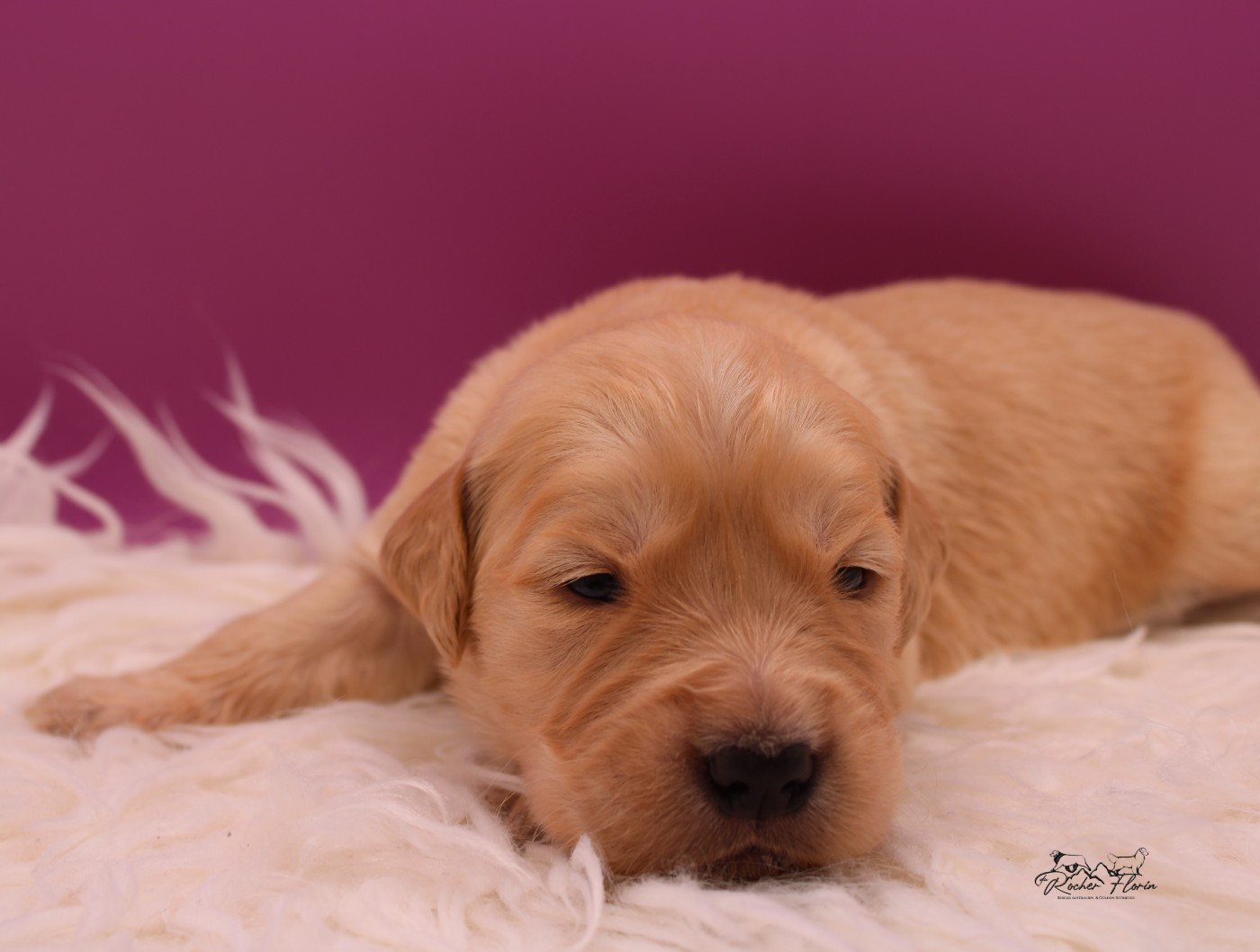 du rocher florin - Chiots disponibles - Golden Retriever
