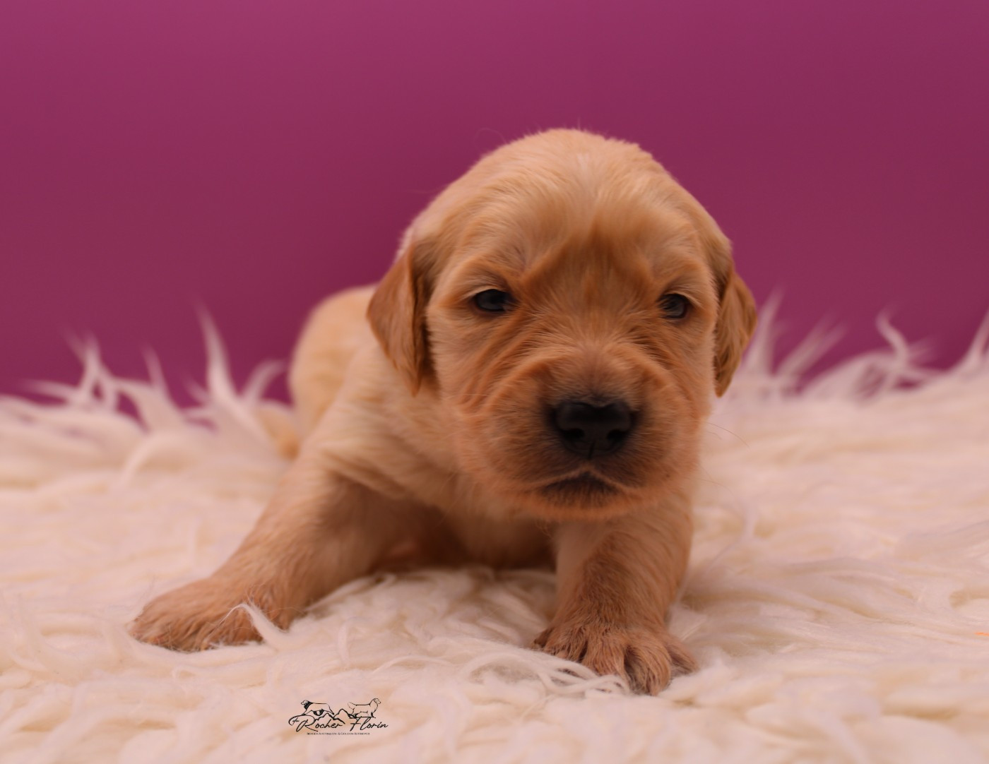 du rocher florin - Chiots disponibles - Golden Retriever