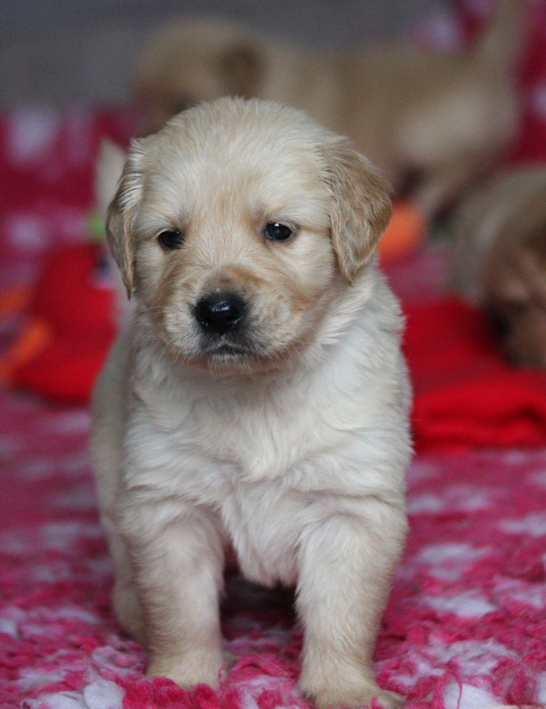 du rocher florin - Chiots disponibles - Golden Retriever
