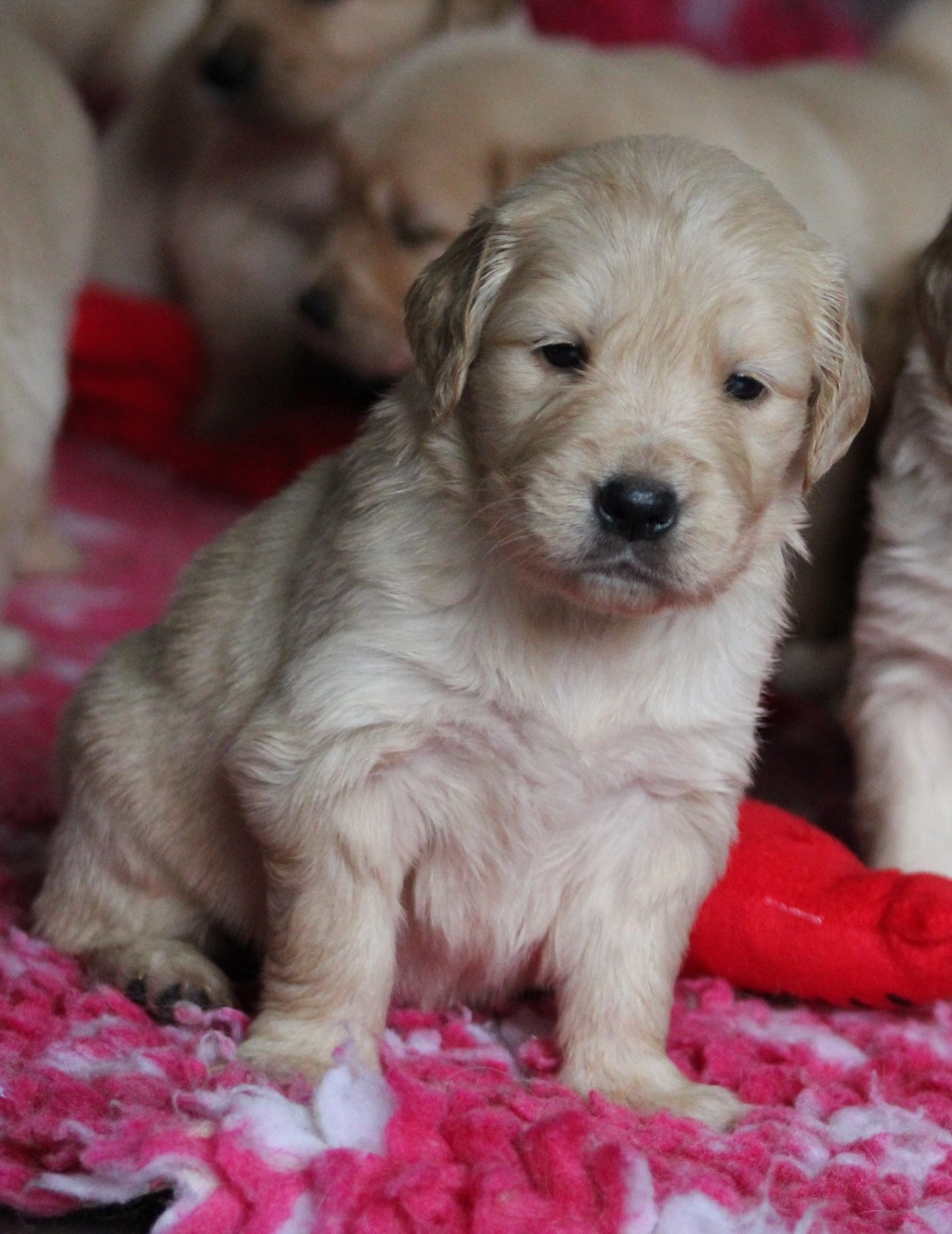 du rocher florin - Chiots disponibles - Golden Retriever
