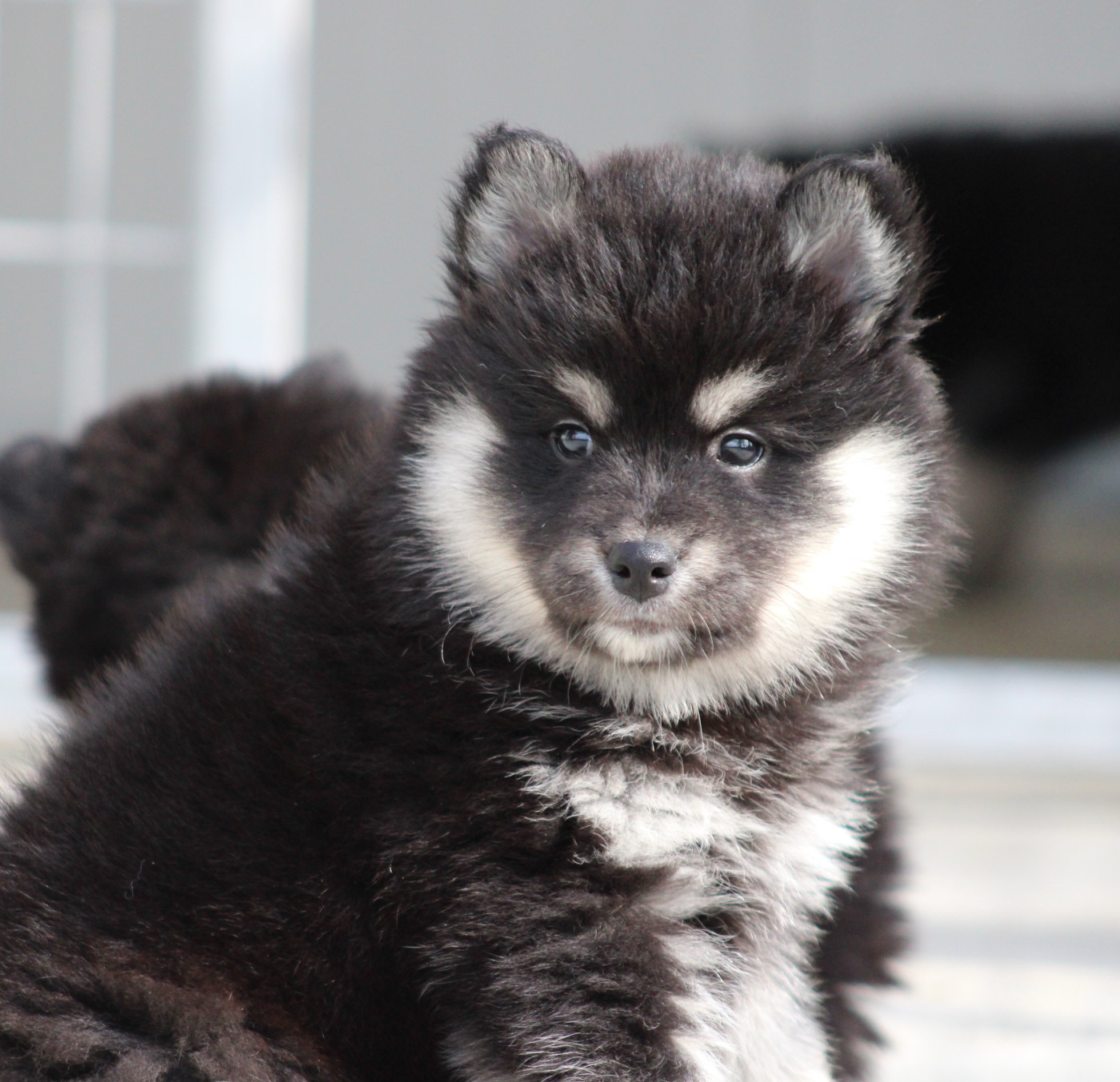 du rocher florin - Chiots disponibles - Chien finnois de Laponie