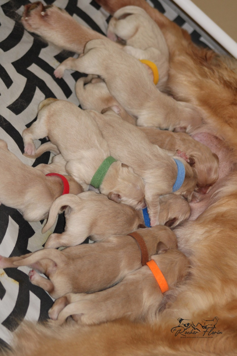 Chiot Golden Retriever du rocher florin