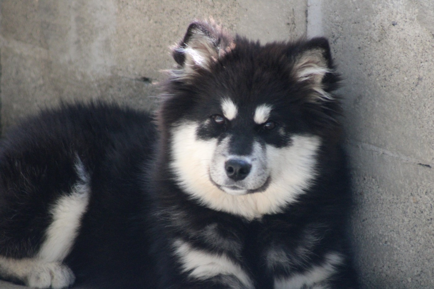 du rocher florin - Chiots disponibles - Chien finnois de Laponie