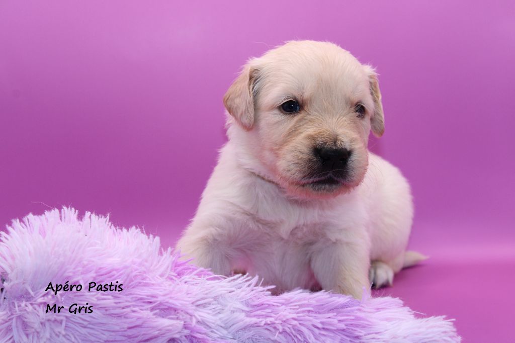 du rocher florin - Chiots disponibles - Golden Retriever