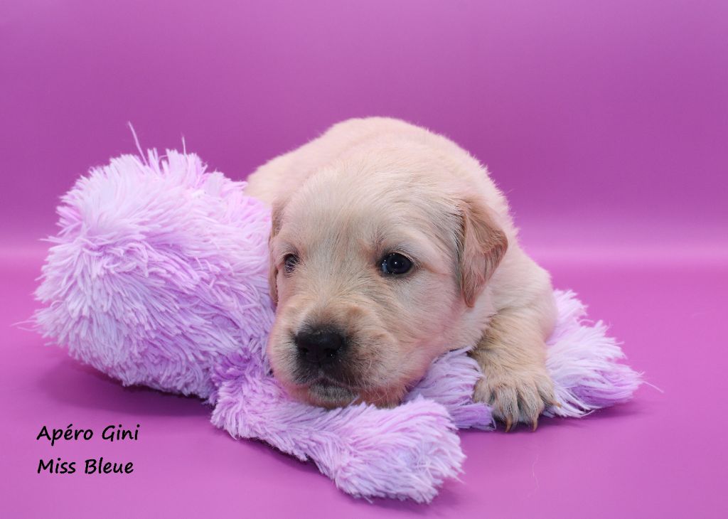 du rocher florin - Chiots disponibles - Golden Retriever