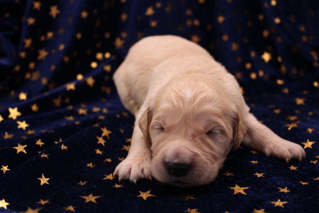 du rocher florin - Chiots disponibles - Golden Retriever