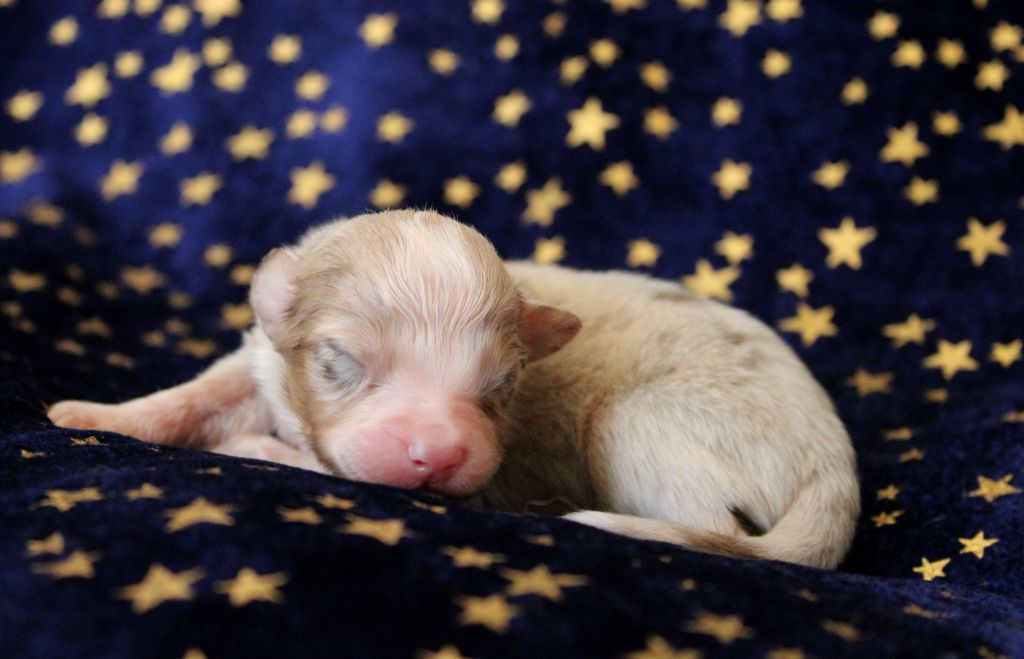 du rocher florin - Chiots disponibles - Berger Australien