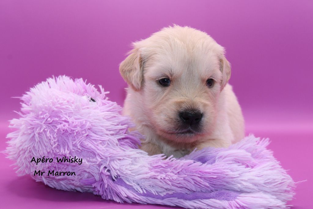 du rocher florin - Chiots disponibles - Golden Retriever