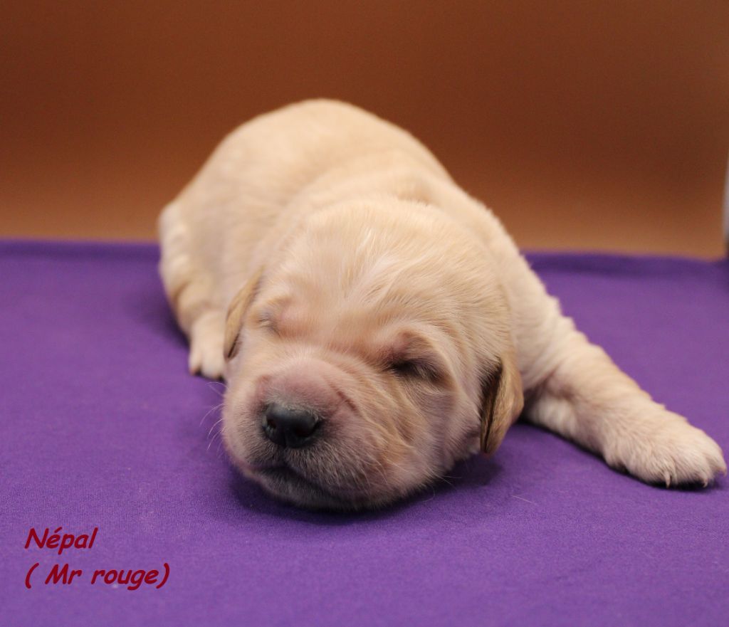 du rocher florin - Chiots disponibles - Golden Retriever