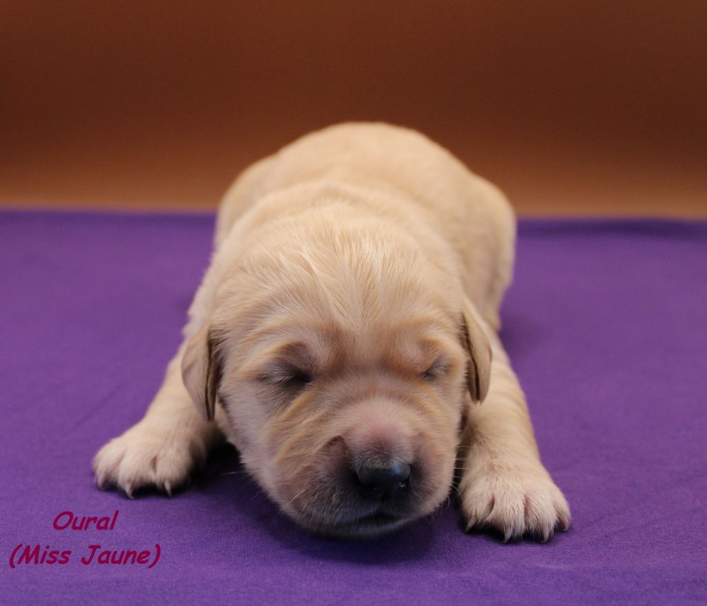 du rocher florin - Chiots disponibles - Golden Retriever