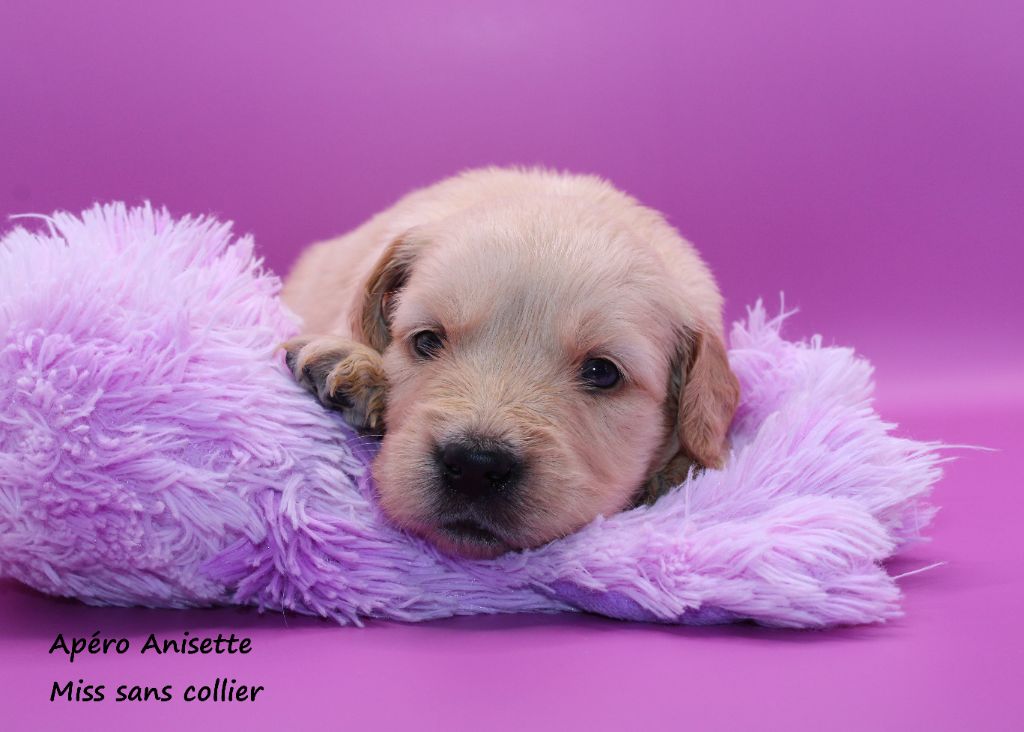 du rocher florin - Chiots disponibles - Golden Retriever