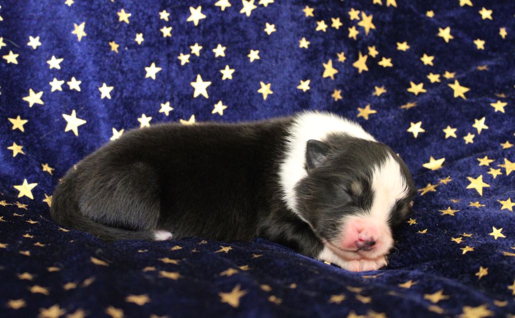 du rocher florin - Chiots disponibles - Berger Australien