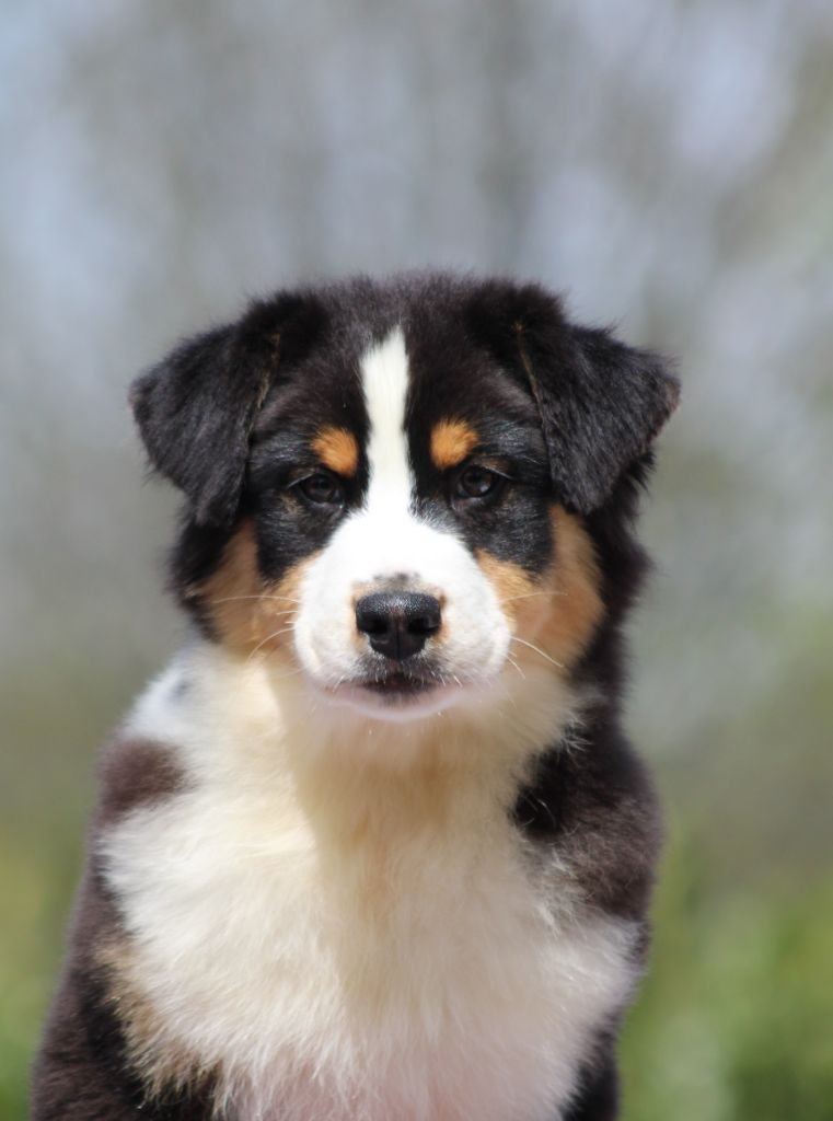 du rocher florin - Chiots disponibles - Berger Australien