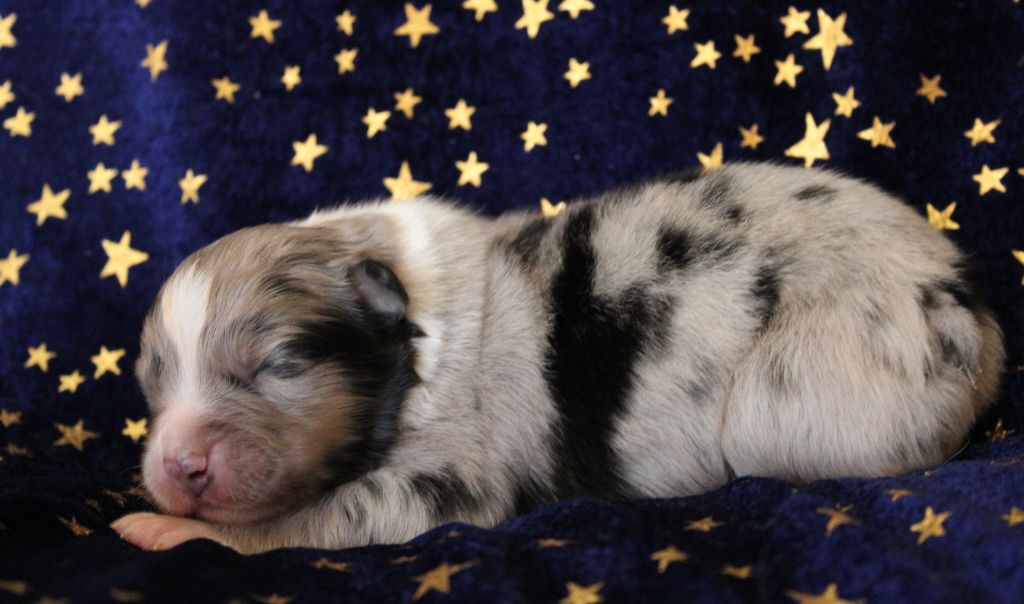 du rocher florin - Chiots disponibles - Berger Australien