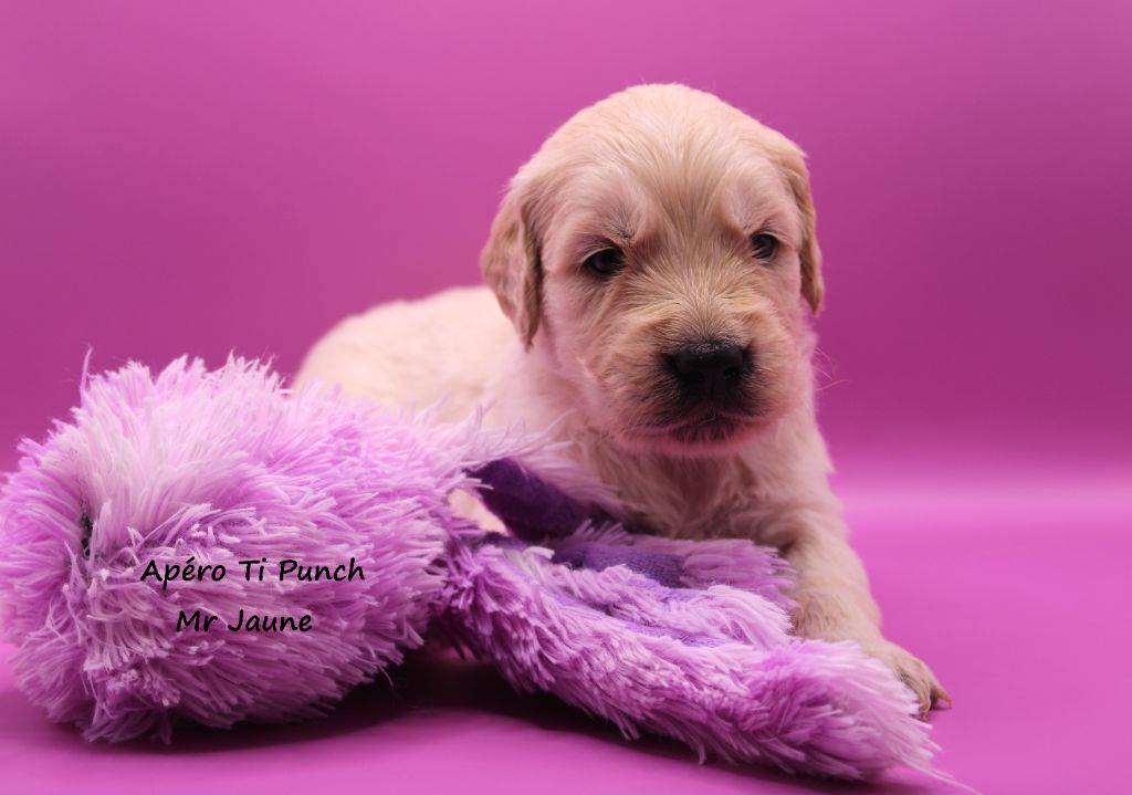 du rocher florin - Chiots disponibles - Golden Retriever